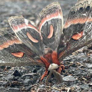 Meet your Posher, Adam